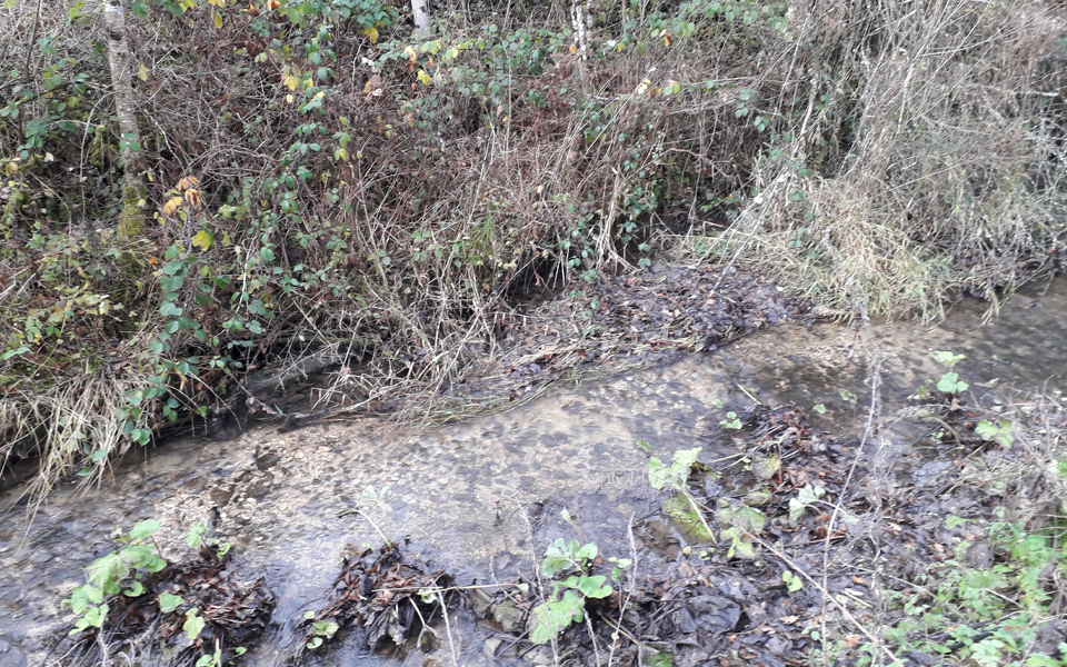 Fraie-dans-le-ruisseau-de-Vauclusotte
