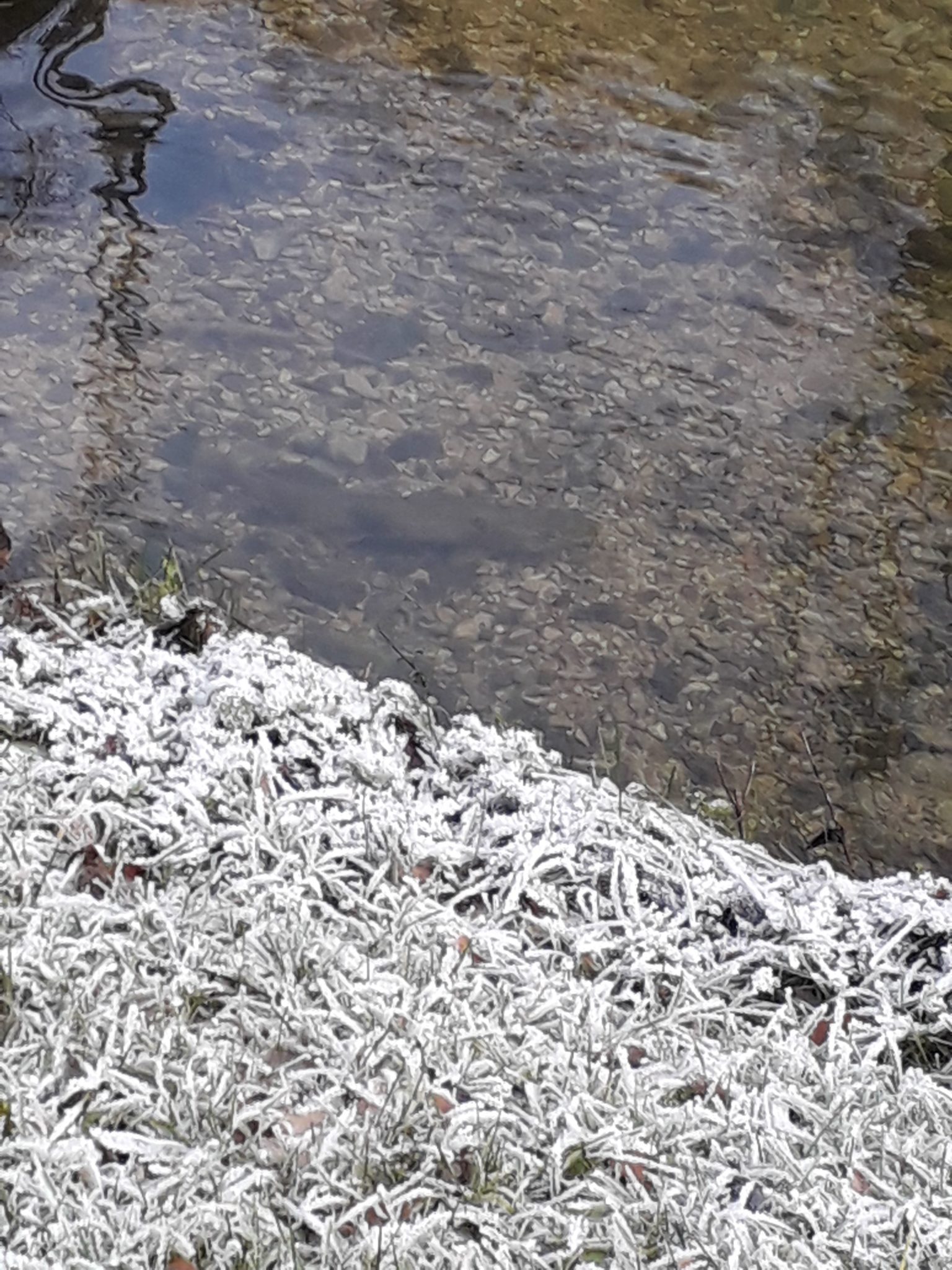 Gros géniteurs à St-Hippolyte